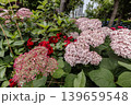 紫にけむり青にけむり赤にけむる、雨が似合いの小さな花の集まりが、大輪の花になる 139659548