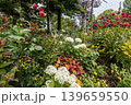 紫にけむり青にけむり赤にけむる、雨が似合いの小さな花の集まりが、大輪の花になる 139659550