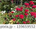 紫にけむり青にけむり赤にけむる、雨が似合いの小さな花の集まりが、大輪の花になる 139659552