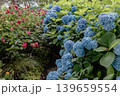 紫にけむり青にけむり赤にけむる、雨が似合いの小さな花の集まりが、大輪の花になる 139659554