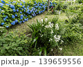 紫にけむり青にけむり赤にけむる、雨が似合いの小さな花の集まりが、大輪の花になる 139659556