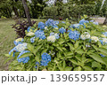 紫にけむり青にけむり赤にけむる、雨が似合いの小さな花の集まりが、大輪の花になる 139659557