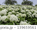 紫にけむり青にけむり赤にけむる、雨が似合いの小さな花の集まりが、大輪の花になる 139659561