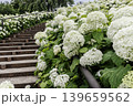 紫にけむり青にけむり赤にけむる、雨が似合いの小さな花の集まりが、大輪の花になる 139659562