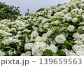 紫にけむり青にけむり赤にけむる、雨が似合いの小さな花の集まりが、大輪の花になる 139659563