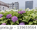 紫にけむり青にけむり赤にけむる、雨が似合いの小さな花の集まりが、大輪の花になる 139659564