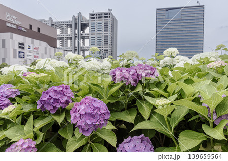 紫にけむり青にけむり赤にけむる、雨が似合いの小さな花の集まりが、大輪の花になる 紫にけむり青にけむり赤にけむる、雨が似合いの小さな花の集まりが、大輪の花になる 139659564