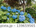 紫にけむり青にけむり赤にけむる、雨が似合いの小さな花の集まりが、大輪の花になる 139659565