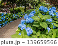紫にけむり青にけむり赤にけむる、雨が似合いの小さな花の集まりが、大輪の花になる 139659566