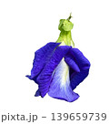 flowers isolated on white background,Macro shot of blue Butterfly Pea flower (Clitoria ternatea) showing detailed petal texture and veins. 139659739