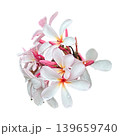 White tropical flower Frangipani over beautiful green blurred lush foliage, sunny exotic garden. Tranquil nature closeup, romantic, love Plumeria. Spa, meditation inspire floral macro. Wellbeing 139659740