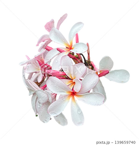 White tropical flower Frangipani over beautiful green blurred lush foliage, sunny exotic garden. Tranquil nature closeup, romantic, love Plumeria. Spa, meditation inspire floral macro. Wellbeing 139659740