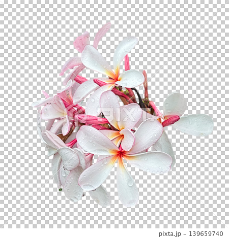White tropical flower Frangipani over beautiful green blurred lush foliage, sunny exotic garden. Tranquil nature closeup, romantic, love Plumeria. Spa, meditation inspire floral macro. Wellbeing 139659740