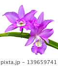 Close-up of a bouquet of bright purple orchids in Thailand, isolated on a transparent background png file. 139659741