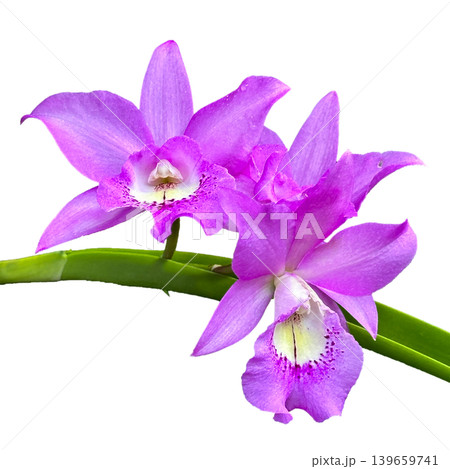 Close-up of a bouquet of bright purple orchids in Thailand, isolated on a transparent background png file. 139659741