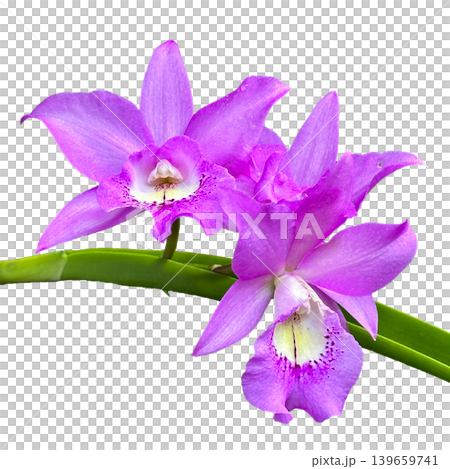 Close-up of a bouquet of bright purple orchids in Thailand, isolated on a transparent background png file. 139659741