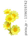 Vibrant yellow daisy flowers blooming,isolated on transparent background. 139659742