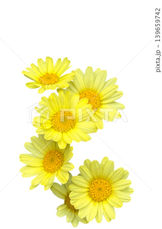 Vibrant yellow daisy flowers blooming,isolated on transparent background. Vibrant yellow daisy flowers blooming,isolated on transparent background. 139659742