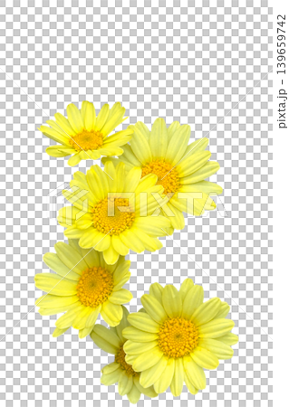 Vibrant yellow daisy flowers blooming,isolated on transparent background. Vibrant yellow daisy flowers blooming,isolated on transparent background. 139659742