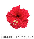 red hibiscus flower isolated,a red hibiscus flower isolated on white background 139659743
