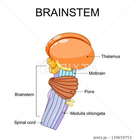 Brainstem. Brain anatomy. Anatomical mapping distinct segments of the brain stem Brainstem. Brain anatomy. Anatomical mapping distinct segments of the brain stem 139659753