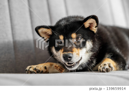 Black Shiba Inu Chewing Treat on Sofa Black Shiba Inu Chewing Treat on Sofa 139659914
