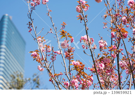 Pink Cherry Blossoms Against Modern City Skyscraper 139659921