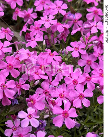 満開の芝桜 満開の芝桜 139660040
