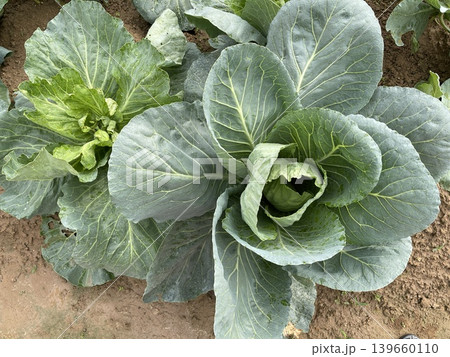 Top View Of Two Green Cabbage Plants In Organic Soil 139660110