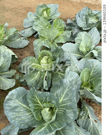 Fresh Green Cabbage Plants In Rows On Rural Agricultural Farm Fresh Green Cabbage Plants In Rows On Rural Agricultural Farm 139660189