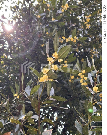 月桂樹 ローリエの花 葉 月桂樹 ローリエの花 葉 139660228