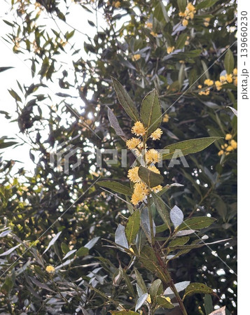 月桂樹 ローリエの花 葉 月桂樹 ローリエの花 葉 139660230