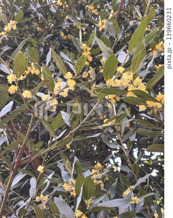月桂樹 ローリエの花 葉 月桂樹 ローリエの花 葉 139660231