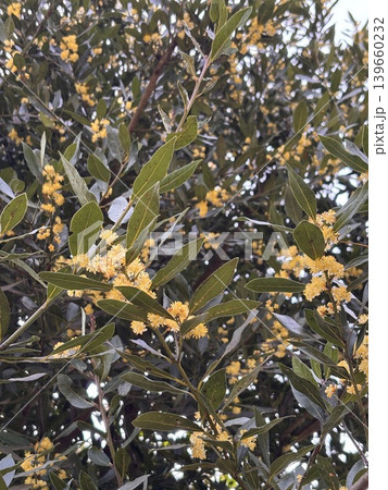 月桂樹 ローリエの花 葉 月桂樹 ローリエの花 葉 139660232