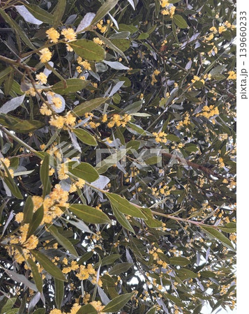月桂樹　ローリエの花　葉 139660233