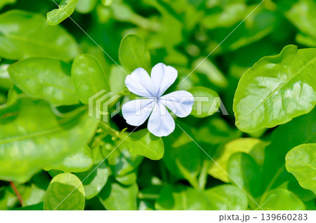 Cape leadwort, PLUMBAGINACEAE or Plumbago auriculata Lam or Sky flower or purple flower Cape leadwort, PLUMBAGINACEAE or Plumbago auriculata Lam or Sky flower or purple flower 139660283
