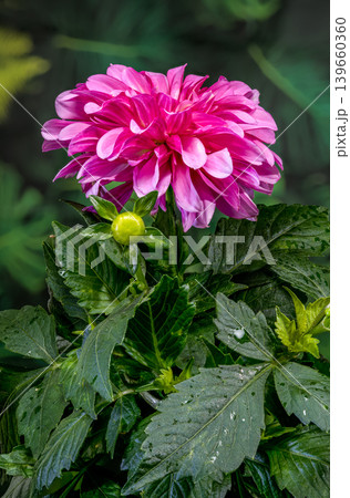 Beautiful Pink Dahlia Flower in Bloom with Green Garden Background Beautiful Pink Dahlia Flower in Bloom with Green Garden Background 139660360