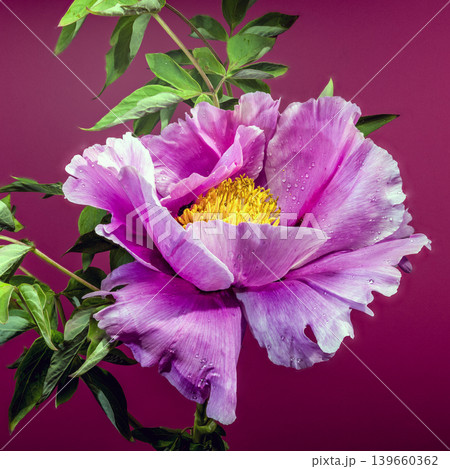 Blooming Pink-Purple Tree Peony Flower Macro Close-Up against Deep Red Background 139660362