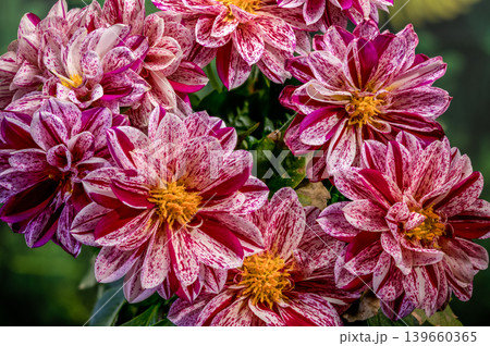 Group Of Red And White Striped Dahlias On Green Background 139660365