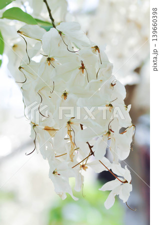 Cassia x nealiae H S Irwin and Barneby, fabaceae or LEGUMINOSAE CAESALPINIOIDEAE or White Rainbow Shower Tree or white flower 139660398