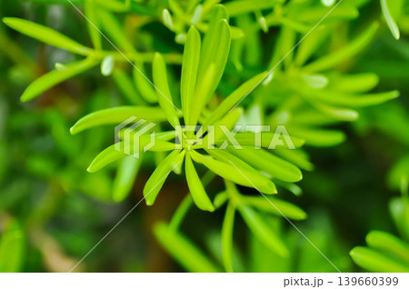 Podocarpus polystachyus, Sea Teak or Jati Laut or PODOCARPACEAE or pine 139660399