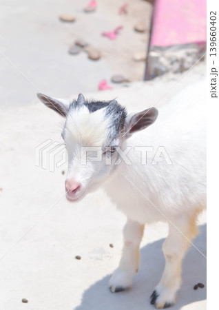 Miniature Goat, Pygmy Goat or Mini Pygmy Goat or little goat Miniature Goat, Pygmy Goat or Mini Pygmy Goat or little goat 139660402