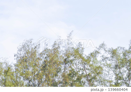 Australian pine, Beefwood or Casuarina equisetifolia J R and G Forst or Common iron wood or False iron Wood or False pine or Queensland swamp oak or Sea oak and sky 139660404