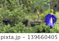 flowers in the garden,Close-up of fresh Butterfly Pea flower, an organic ingredient for herbal tea and food coloring.	 139660405