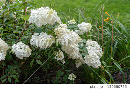 Hydrangea Flowers, Blooming White Hortensia, Hydrangea Paniculata Flower Closeup, Large Inflorescences Hydrangea Flowers, Blooming White Hortensia, Hydrangea Paniculata Flower Closeup, Large Inflorescences 139660726