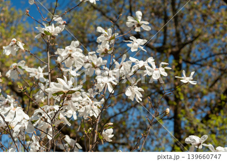 Flowering Magnolia Stellata 139660747