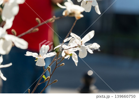 Flowering Magnolia Stellata 139660750