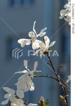 Flowering Magnolia Stellata 139660752
