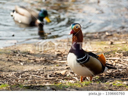 The mandarin duck or Aix galericulata in spring park The mandarin duck or Aix galericulata in spring park 139660760