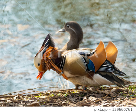 The mandarin duck or Aix galericulata in spring park The mandarin duck or Aix galericulata in spring park 139660761